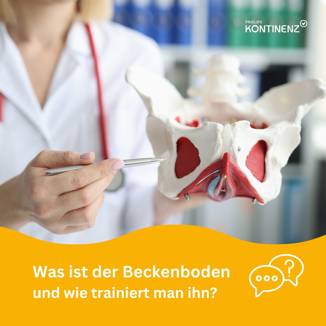 Beckenbodenmodell mit ärztlicher Erklärung